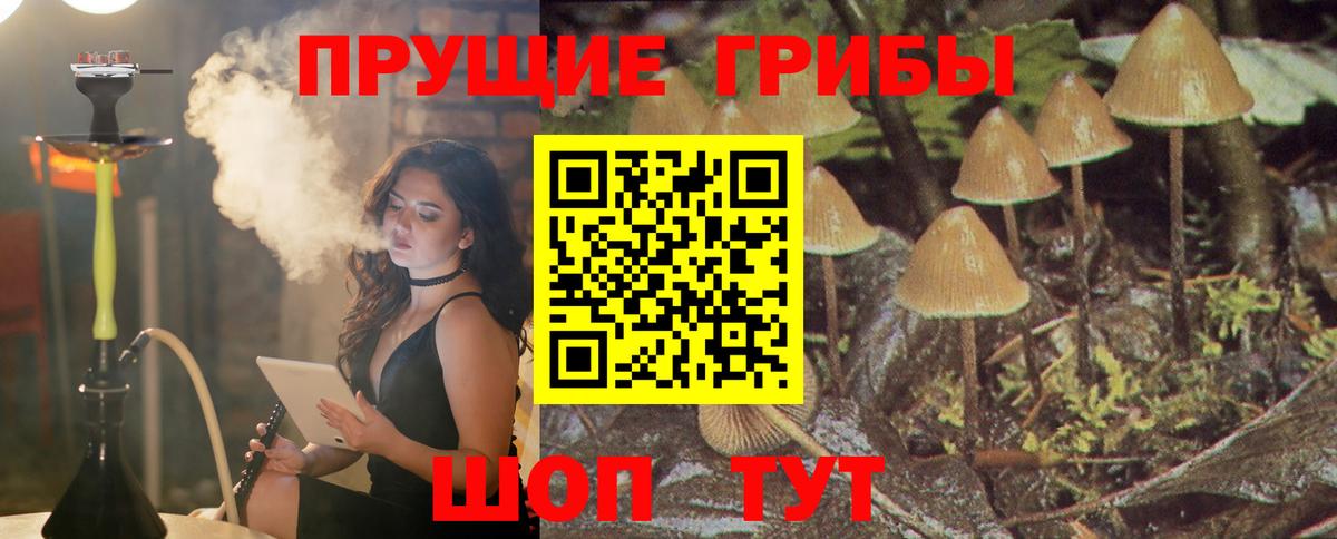 Псилоцибиновые грибы GOLDEN TEACHER Богданович